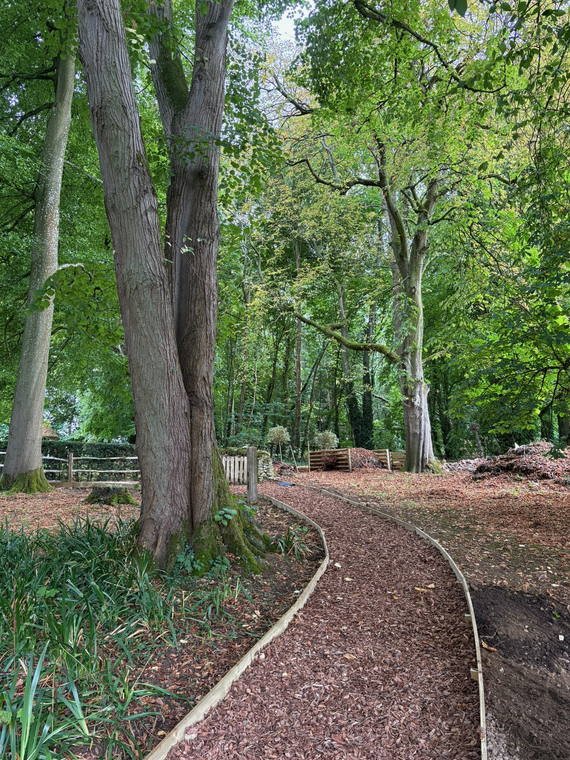 A bark path curving between mature trees in a woodland garden